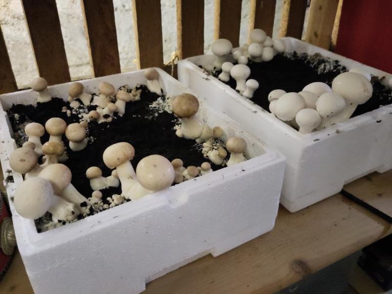 Growing mushrooms